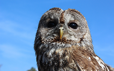 Scottish Birds of Prey | Timberbush Tours